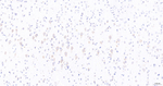 VAV2 Antibody in Immunohistochemistry (Paraffin) (IHC (P))