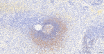 VAV2 Antibody in Immunohistochemistry (Paraffin) (IHC (P))