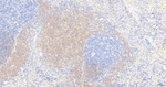 VAV2 Antibody in Immunohistochemistry (Paraffin) (IHC (P))
