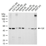 ILK Antibody in Western Blot (WB)