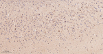 COX1 Recombinant Rabbit Monoclonal Antibody (7D4)