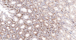 COX1 Antibody in Immunohistochemistry (Paraffin) (IHC (P))