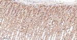 COX1 Antibody in Immunohistochemistry (Paraffin) (IHC (P))