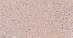 COX1 Antibody in Immunohistochemistry (Paraffin) (IHC (P))