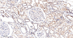 COX1 Antibody in Immunohistochemistry (Paraffin) (IHC (P))