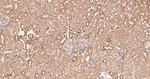 COX1 Antibody in Immunohistochemistry (Paraffin) (IHC (P))