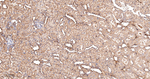 COX1 Antibody in Immunohistochemistry (Paraffin) (IHC (P))
