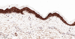 COX1 Antibody in Immunohistochemistry (Paraffin) (IHC (P))
