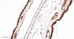 COX1 Antibody in Immunohistochemistry (Paraffin) (IHC (P))