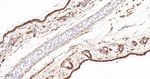 COX1 Antibody in Immunohistochemistry (Paraffin) (IHC (P))