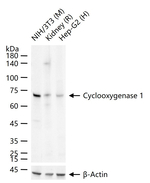COX1 Antibody in Western Blot (WB)