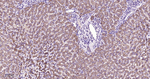 DKK1 Antibody in Immunohistochemistry (Paraffin) (IHC (P))