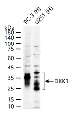 DKK1 Antibody in Western Blot (WB)