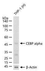 C/EBP alpha Recombinant Rabbit Monoclonal Antibody (5D6)
