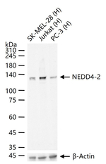 NEDD4L Antibody in Western Blot (WB)