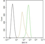 BIN1 Antibody in Flow Cytometry (Flow)