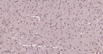 DJ-1 Antibody in Immunohistochemistry (Paraffin) (IHC (P))