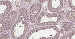 DJ-1 Antibody in Immunohistochemistry (Paraffin) (IHC (P))