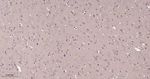 DJ-1 Antibody in Immunohistochemistry (Paraffin) (IHC (P))