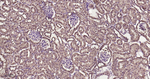 DJ-1 Antibody in Immunohistochemistry (Paraffin) (IHC (P))