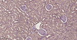 DJ-1 Antibody in Immunohistochemistry (Paraffin) (IHC (P))