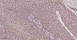 DJ-1 Antibody in Immunohistochemistry (Paraffin) (IHC (P))