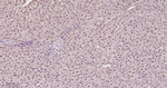 DJ-1 Antibody in Immunohistochemistry (Paraffin) (IHC (P))