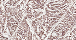 DJ-1 Recombinant Rabbit Monoclonal Antibody (19A7)