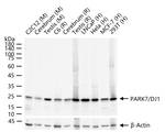 DJ-1 Antibody in Western Blot (WB)
