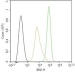 BIN1 Antibody in Flow Cytometry (Flow)