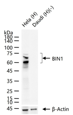 BIN1 Antibody in Western Blot (WB)