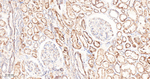 TNFAIP3 Antibody in Immunohistochemistry (Paraffin) (IHC (P))