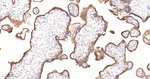 TNFAIP3 Antibody in Immunohistochemistry (Paraffin) (IHC (P))