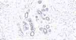INPP4B Antibody in Immunohistochemistry (Paraffin) (IHC (P))