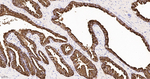 PSA Antibody in Immunohistochemistry (Paraffin) (IHC (P))