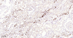 PPP1R1A Antibody in Immunohistochemistry (Paraffin) (IHC (P))