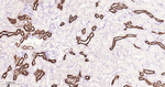 PPP1R1A Antibody in Immunohistochemistry (Paraffin) (IHC (P))