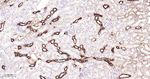 PPP1R1A Antibody in Immunohistochemistry (Paraffin) (IHC (P))