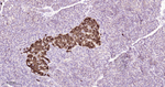PPP1R1A Antibody in Immunohistochemistry (Paraffin) (IHC (P))
