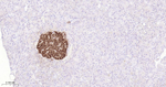 PPP1R1A Antibody in Immunohistochemistry (Paraffin) (IHC (P))