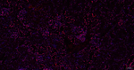 BRG1 Antibody in Immunohistochemistry (Paraffin) (IHC (P))