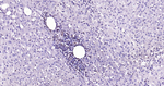 BRG1 Antibody in Immunohistochemistry (Paraffin) (IHC (P))