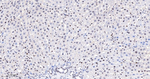 BRG1 Antibody in Immunohistochemistry (Paraffin) (IHC (P))