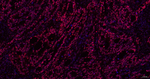 BRG1 Recombinant Rabbit Monoclonal Antibody (8C16)