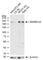 BRG1 Antibody in Western Blot (WB)