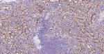 CD36 Recombinant Rabbit Monoclonal Antibody (11C9)