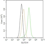 GLUT2 Antibody in Flow Cytometry (Flow)
