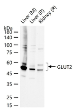 GLUT2 Antibody in Western Blot (WB)