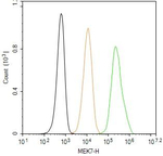 MKK7 Antibody in Flow Cytometry (Flow)
