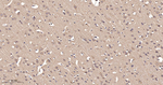 MKK7 Antibody in Immunohistochemistry (Paraffin) (IHC (P))